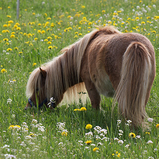 Zellersmüli Die Welt der Ponys