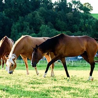 Zellersmüli Horses
