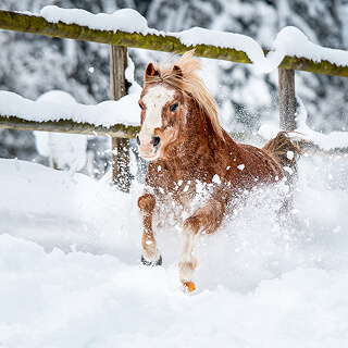 Zellersmüli Kinder Ponywelten Miniclub