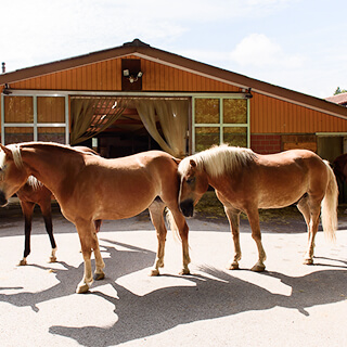 Zellersmüli Ponywelten Reitschule Kinder